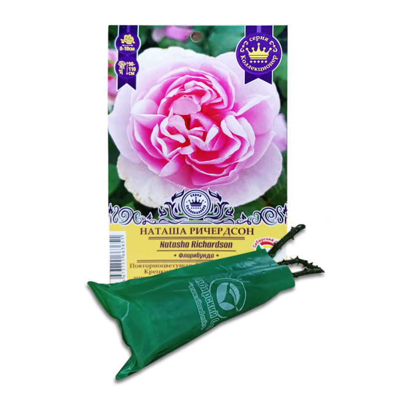 Роза Наташа Ричердсон (Сиб.сад) Флорибунда