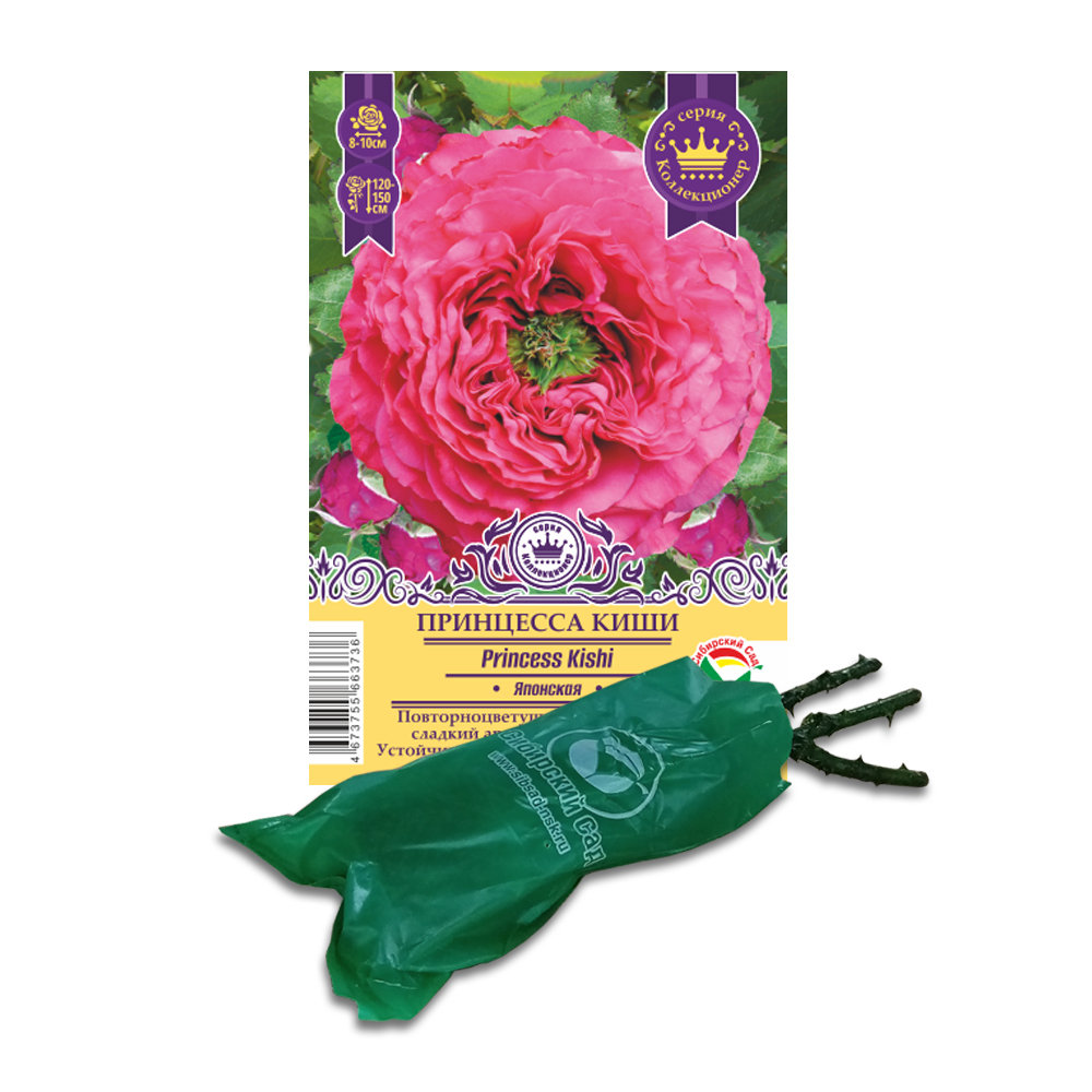 Роза Принцесса Киши (Сибсад) Японская