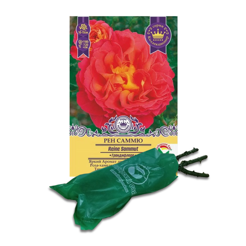 Роза Рен Саммю (Сиб.сад) Шраб