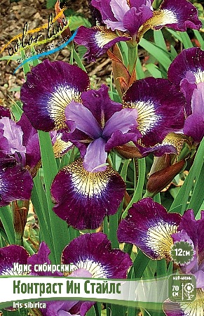 ИРИС СИБИРСКИЙ КОНТРАСТ ИН СТАЙЛС