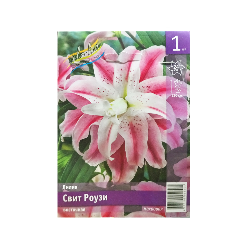 Лилии Свит Роузи (ИС) эконом