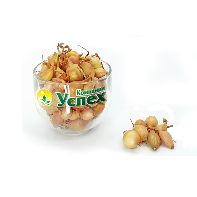 Лук севок Стурон 14/21 (Чувашия) ~20кг