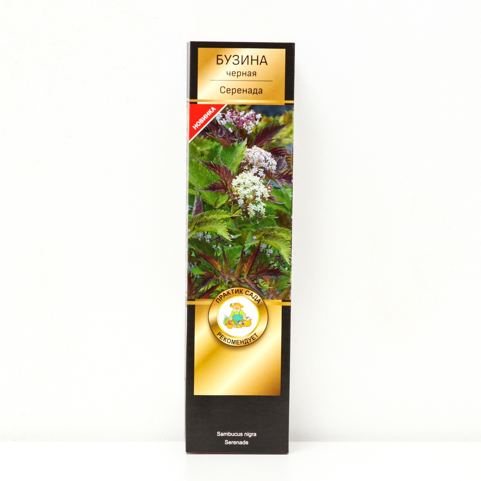 Бузина серенада черная