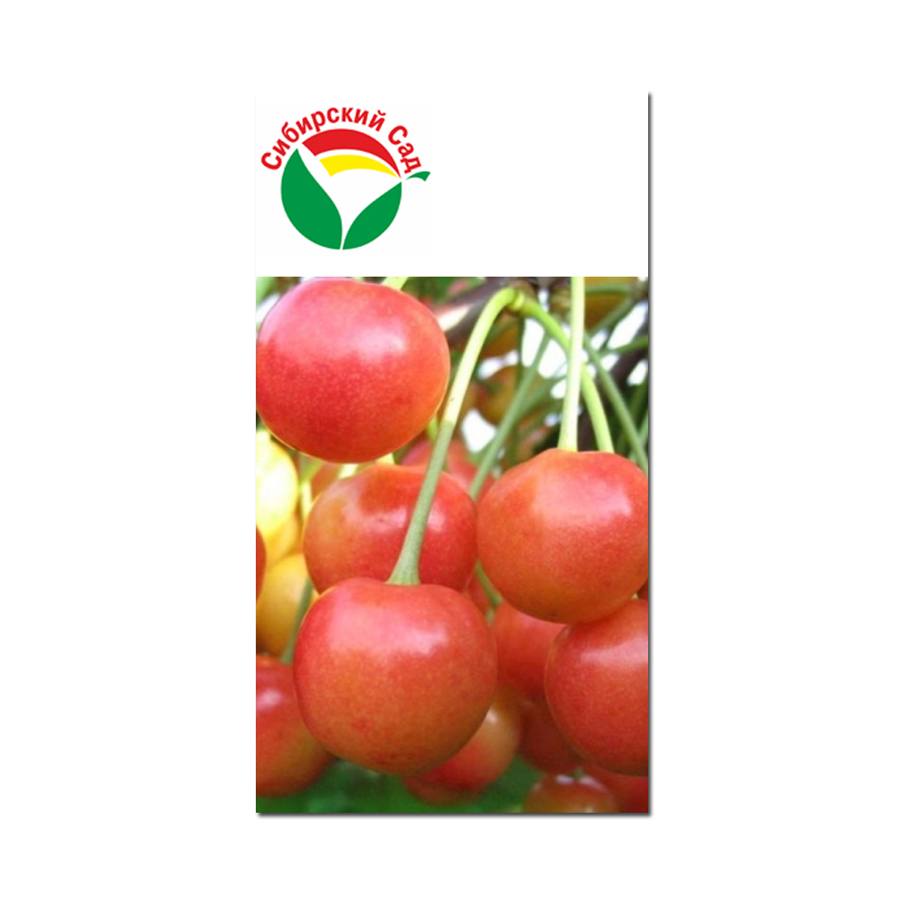 Черешня Брянская розовая (Сиб сад) этикетка