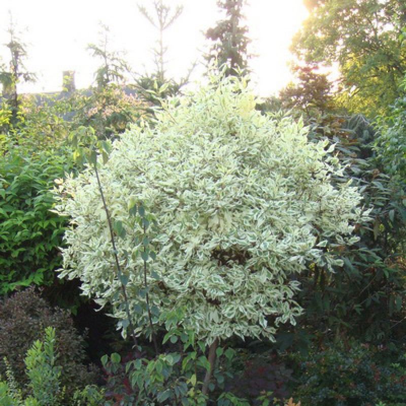 Дерен Элегантиссима (Поиск) белый