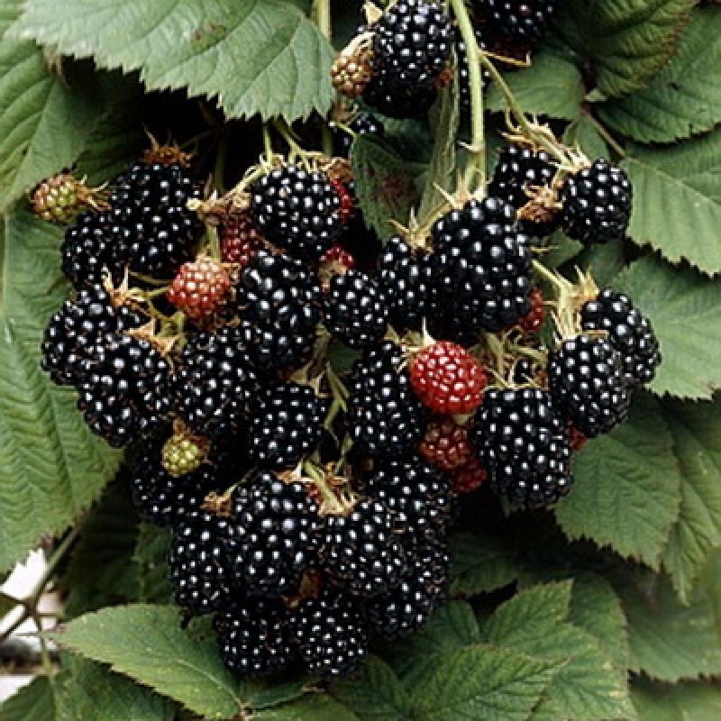 Ежевика Блек Сатин (Поиск)