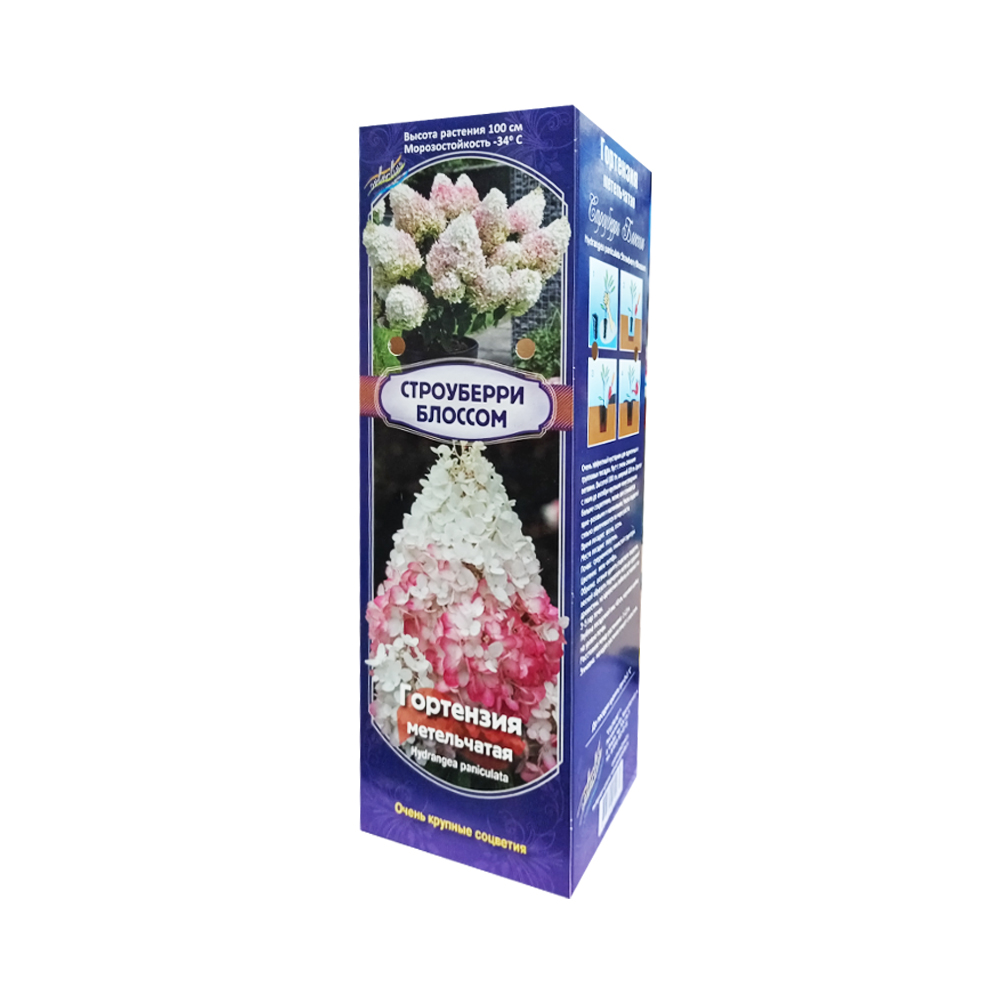 Гортензия Строуберри Блоссом Р8 (ИС) метельчатая