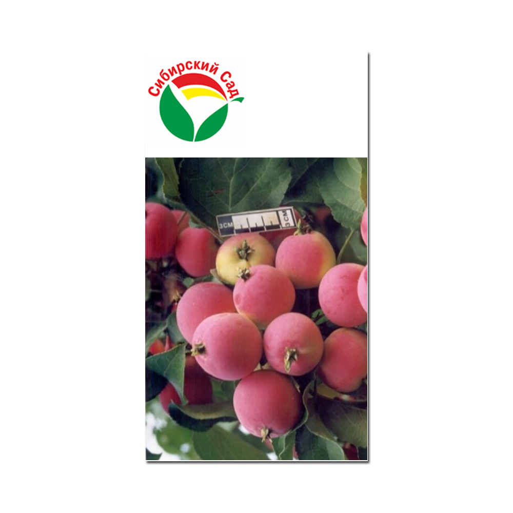 Яблоня Жебровское (Сиб сад) этикетка