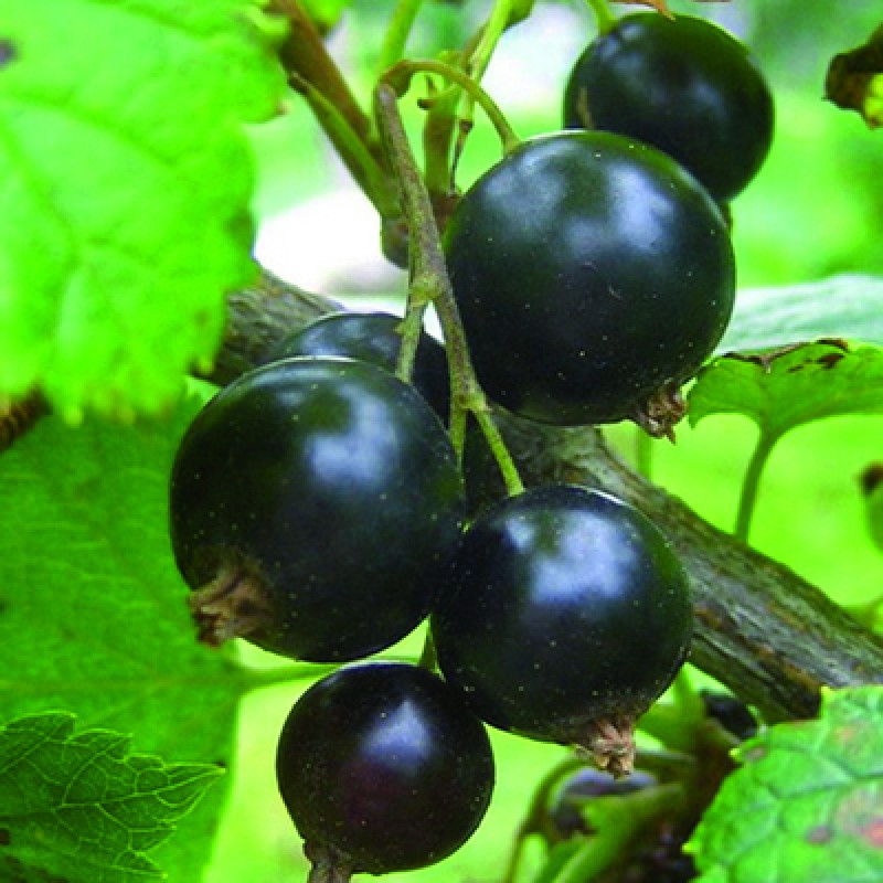 Смородина Черный жемчуг (Поиск) черный