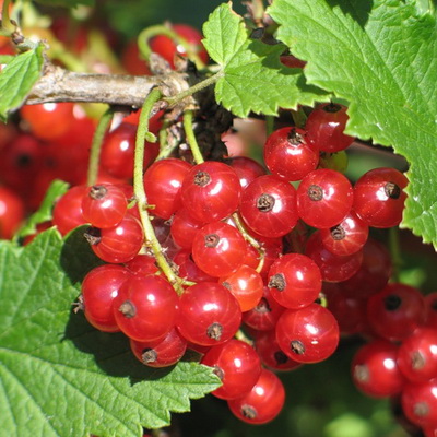 Смородина раняя красная