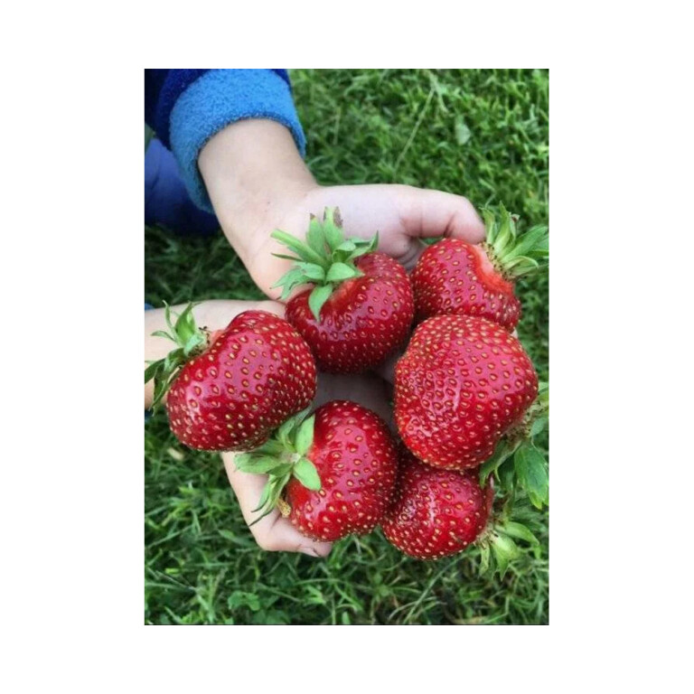 Земляника Мальвина (поздняя)  Р9/12