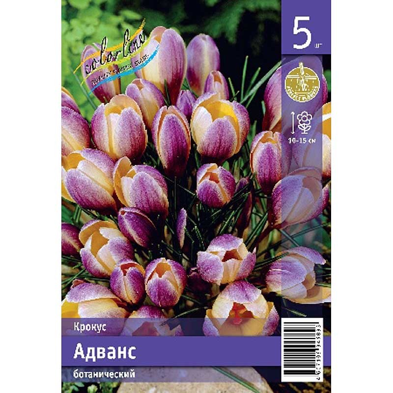 Крокусы Адванс 5+ (ИС) 5 эконом