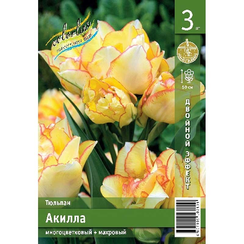 Тюльпан Акилла 11/12 (ИС) 3 эконом