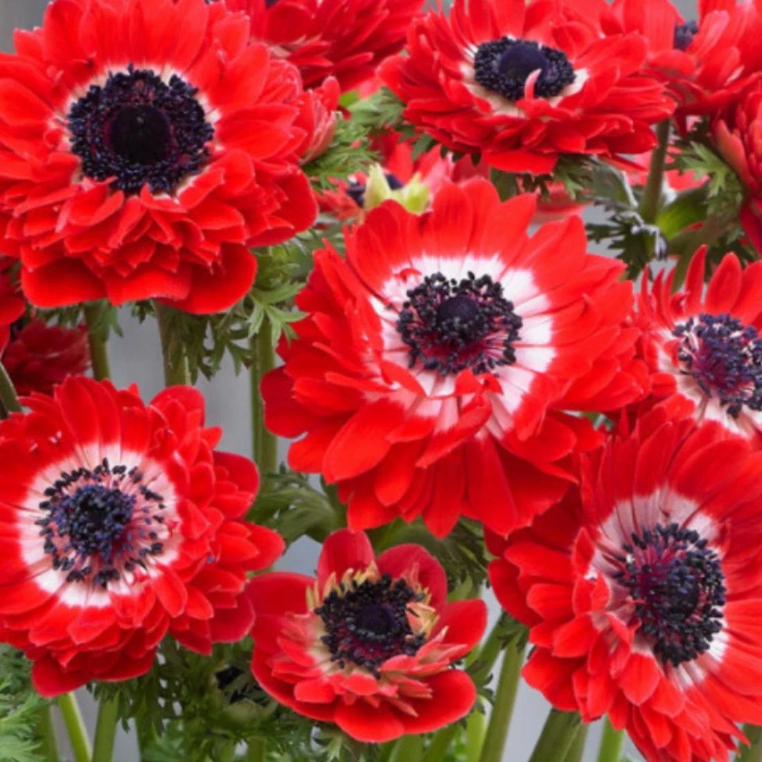 Анемоны говернор