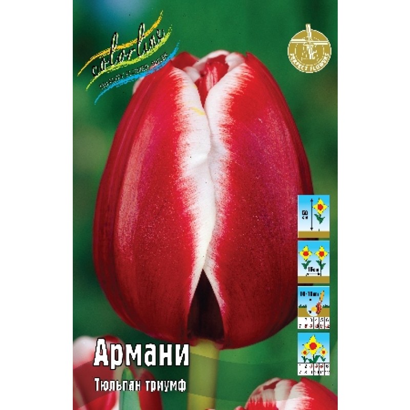Тюльпан Армани (ИС) 3 эконом