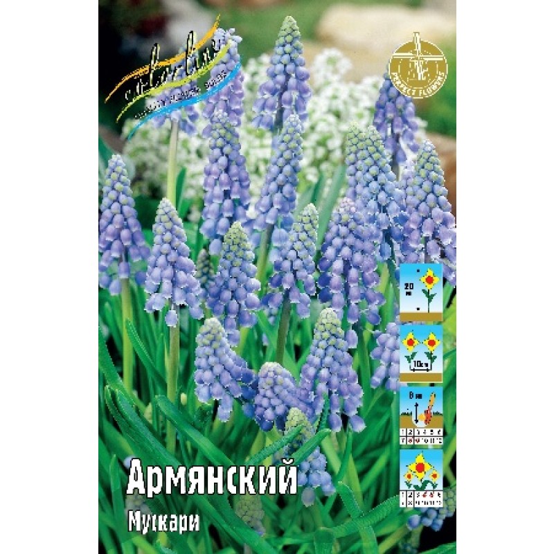 Мускари Армянский (ИС) 10