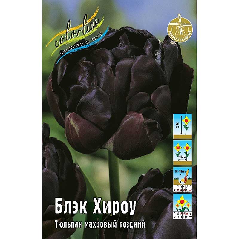 Блэк Хироу