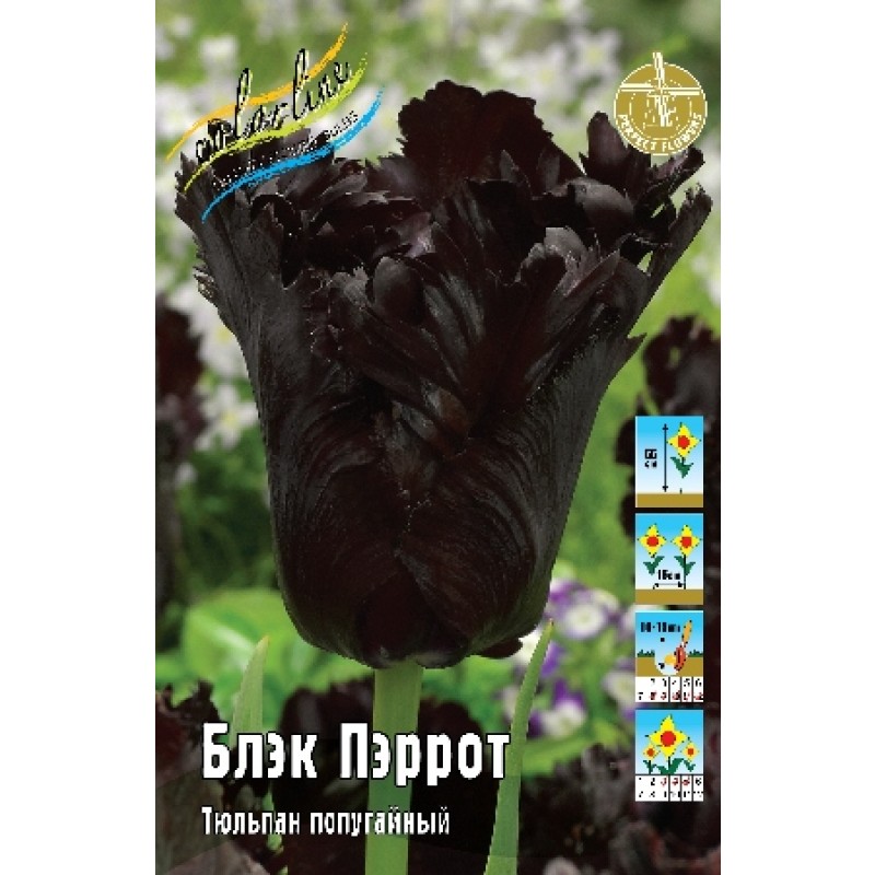 Тюльпан Блэк Пэррот (ИС) 3 эконом