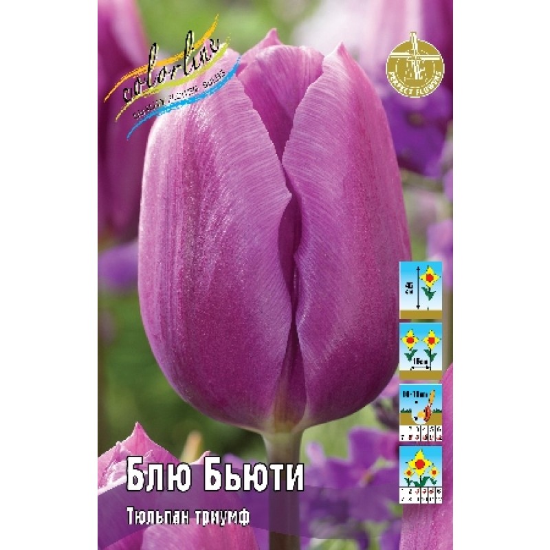 Тюльпан Блю Бьюти (ИС) 3 эконом