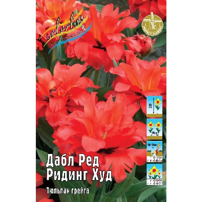 Тюльпан Дабл Ред Ридинг Худ (ИС) 3 эконом
