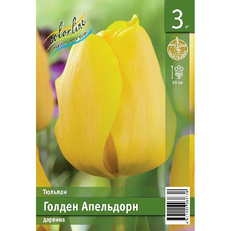 Тюльпан Голден Апельдорн (ИС) 3 эконом