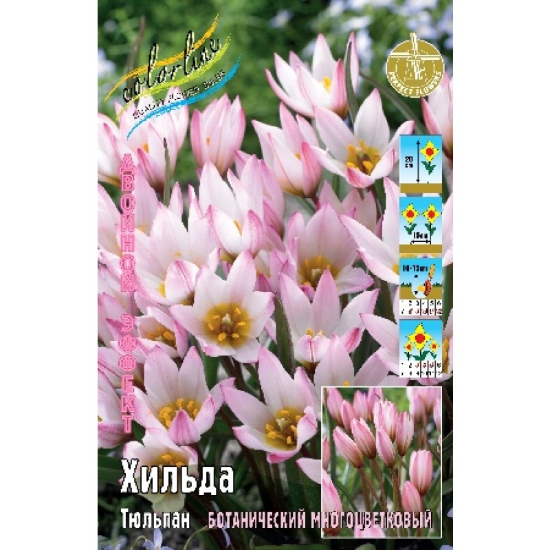 Тюльпан Хильда  (ИС) 8
