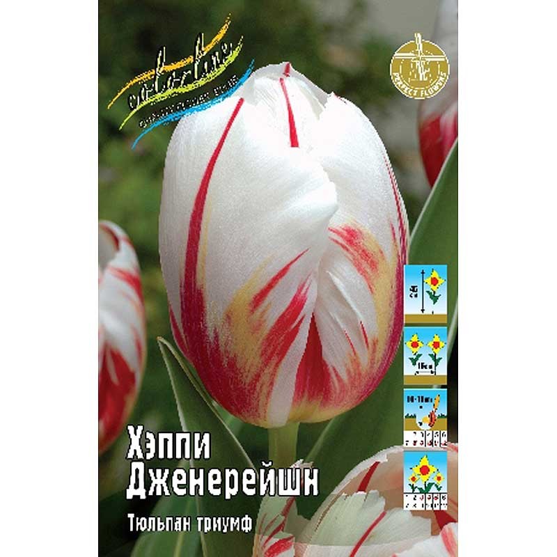 Тюльпан Хэппи Дженерейшен (ИС) 3 эконом