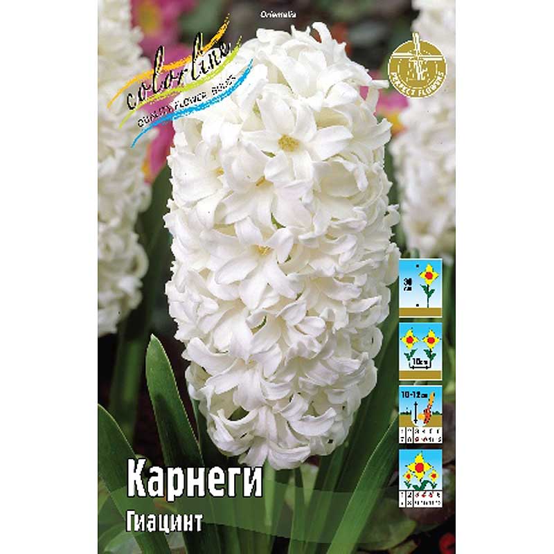 Карнеги