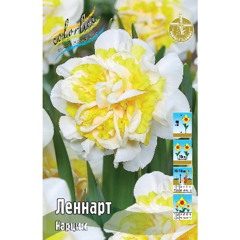 Нарциссы Леннарт (ИС) 5