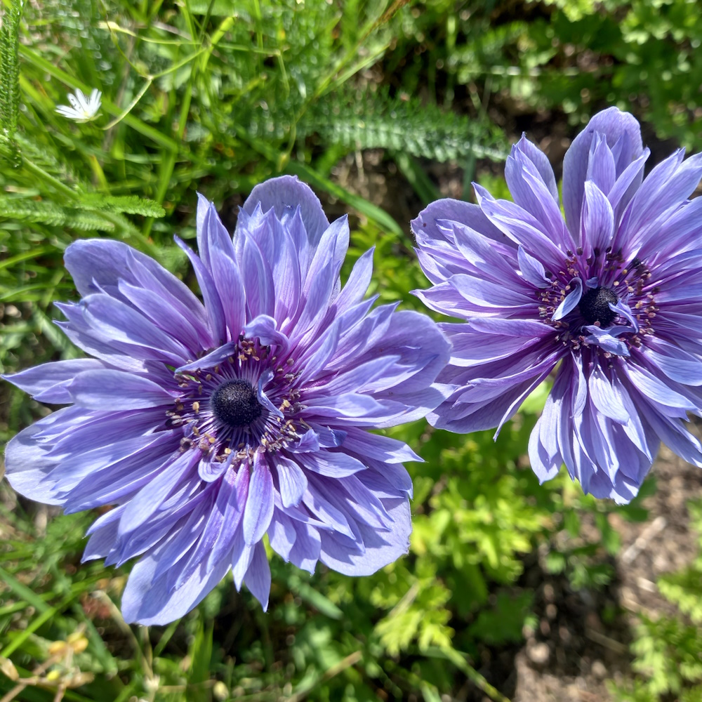 Лорд лейтенант