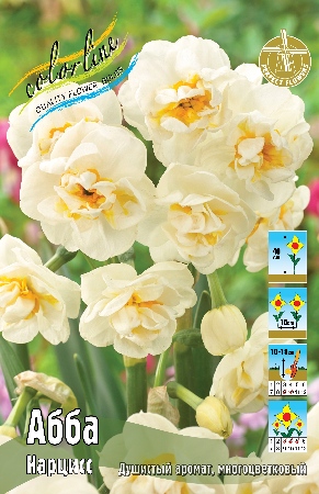 Нарциссы абба