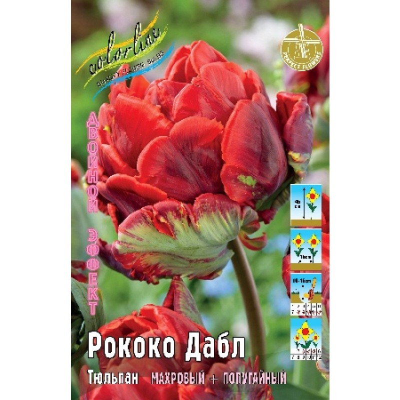 Тюльпан Рококо Дабл (ИС) 3 эконом