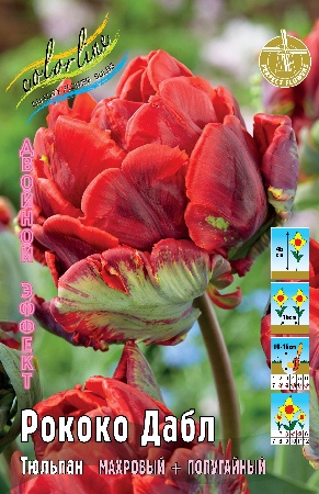Рококо Дабл
