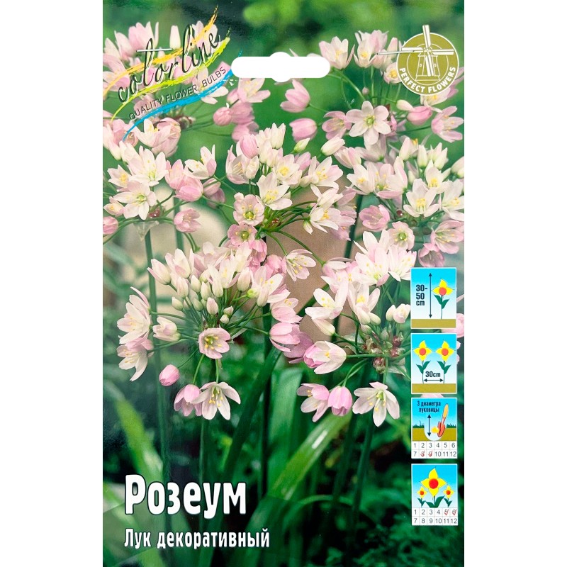 Аллиум Розеум (ИС) 10