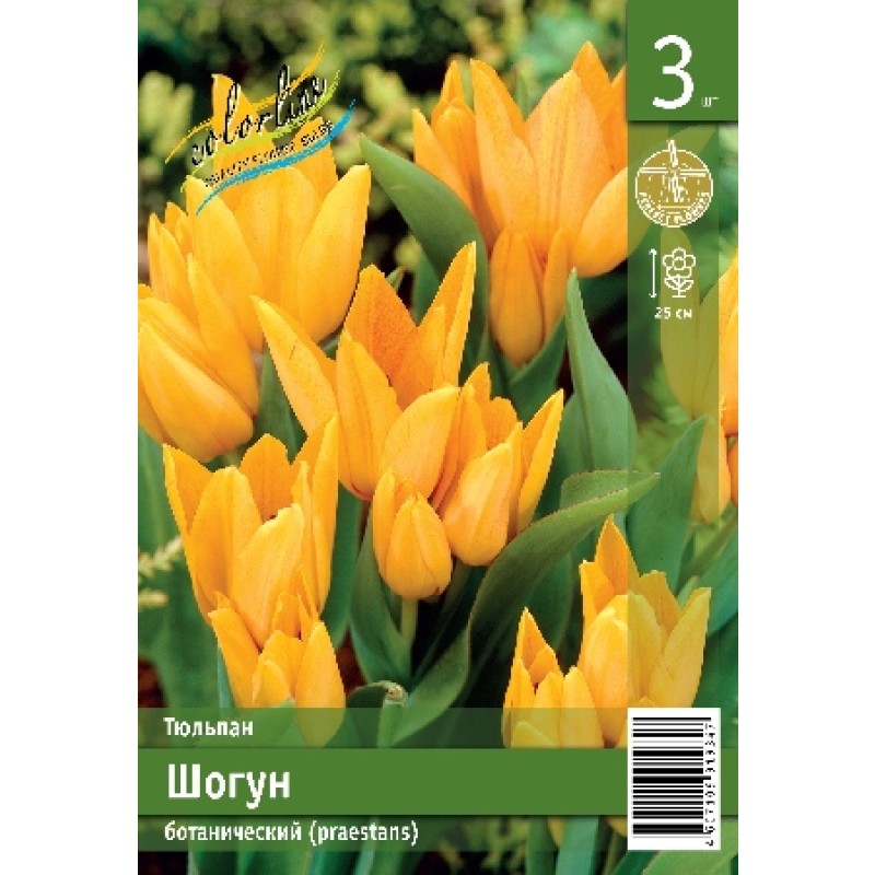 Тюльпан Шогун (ИС) 3 эконом