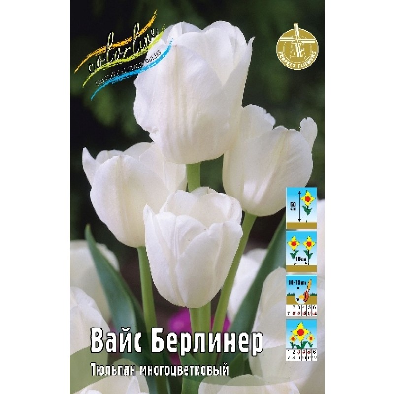 Тюльпан Вайс Берлинер (ИС) 2 эконом