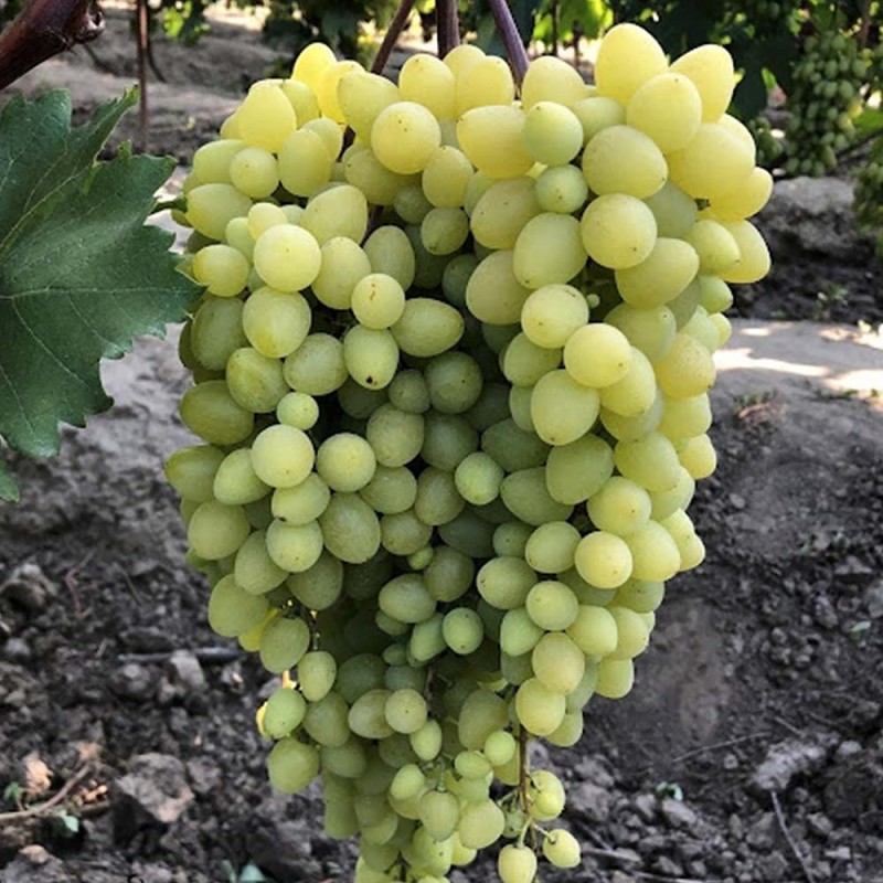 Виноград Кишмиш Бесподобный (Сем.Алтая)