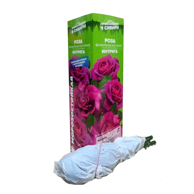 Роза Интрига (Сем.Алтая)