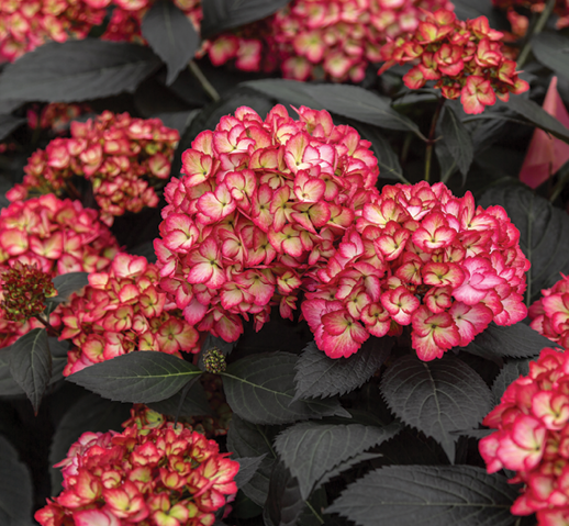 61a3cfd4_8abЭклипс ферст эдишн