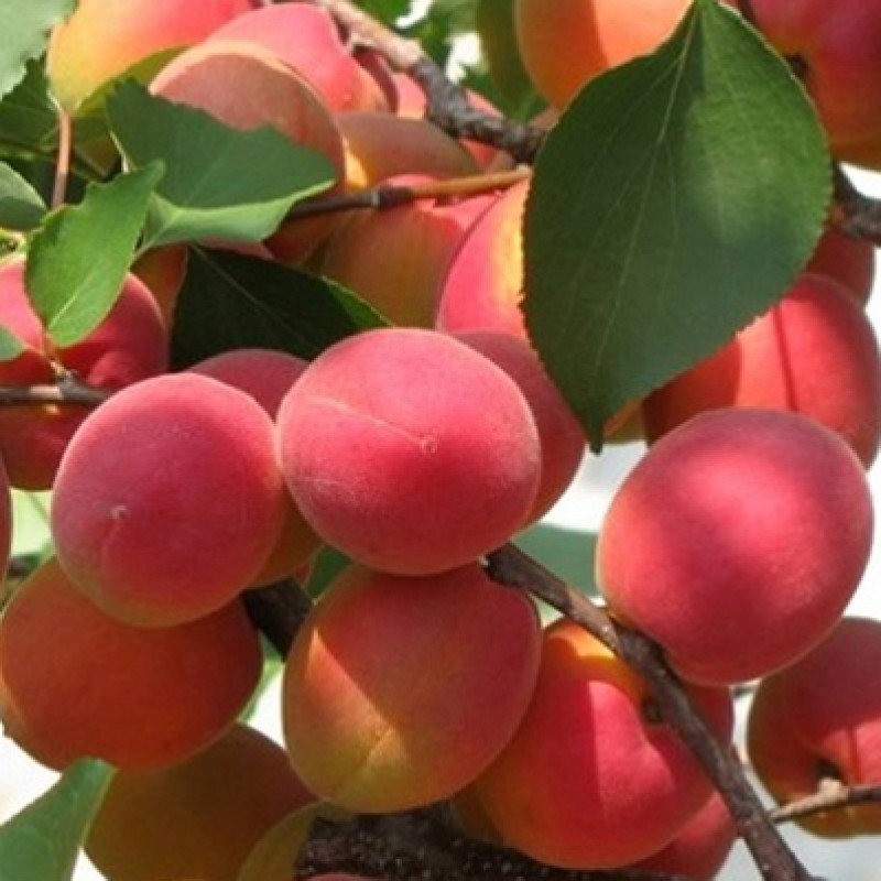 Абрикос Саратовский рубин (Поиск) коробка