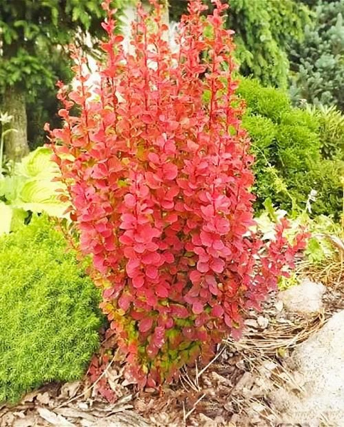 Барбарис Ориндж рокет