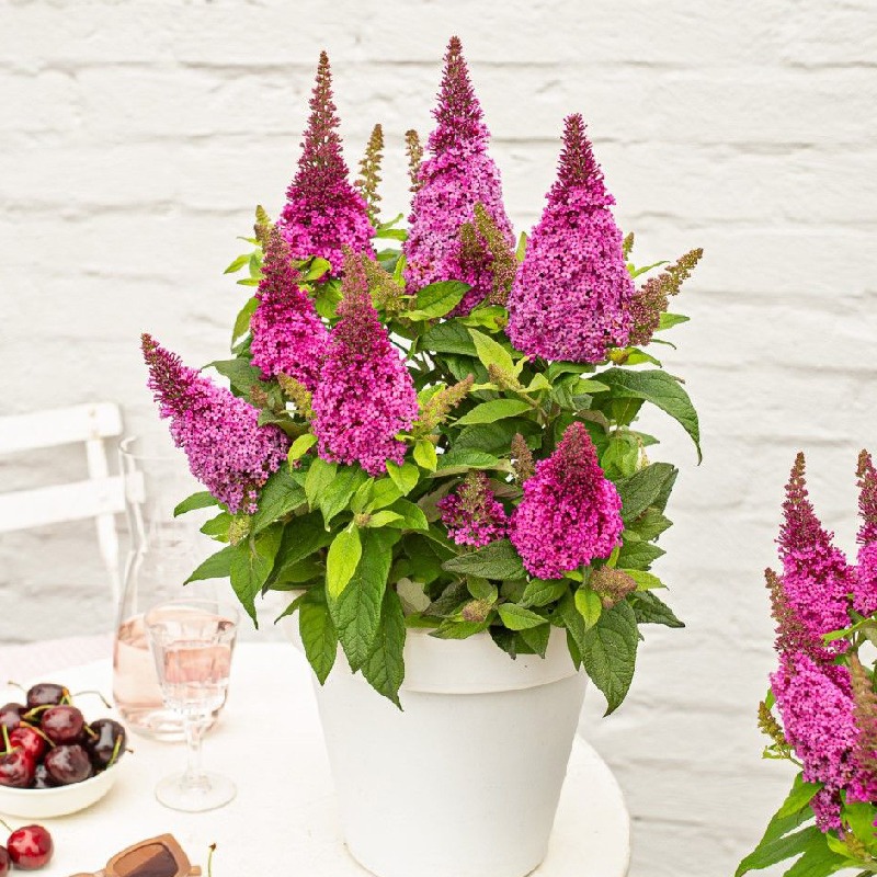 Buddleja davidii Butterfly Candy Little Cerise