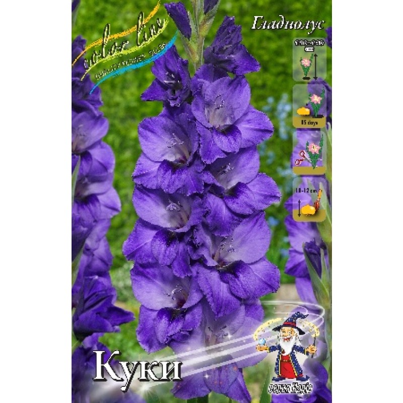 Гладиолус Куки (ИС) 3 эконом