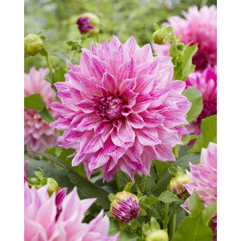 Георгин Кофе о Лейт Роял (ИС)