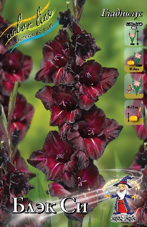 Gladiolus Black Sea