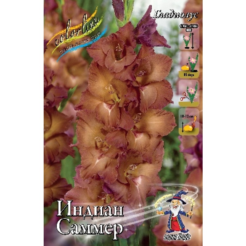 Гладиолус Индиан Саммер (ИС) 5 эконом
