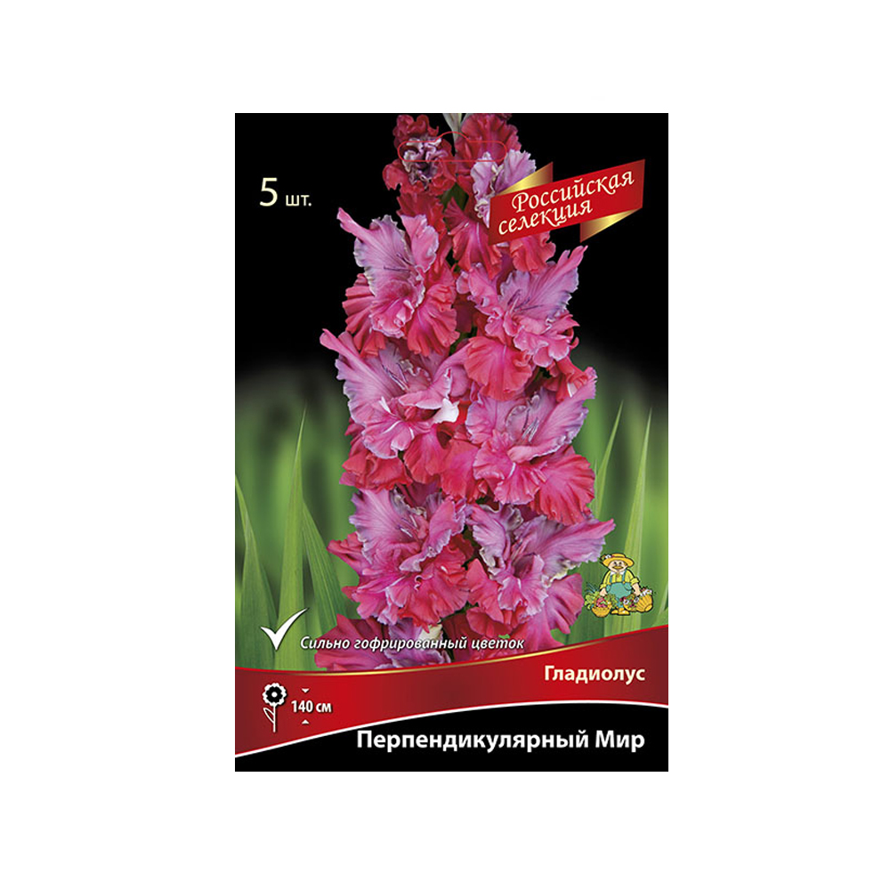 Гладиолус Перпендикулярный мир (Поиск)