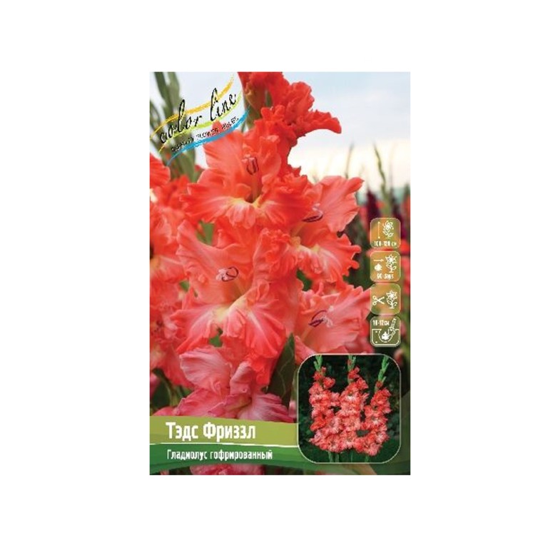 Гладиолус Тэдс Фриззл (ИС) 3 эконом