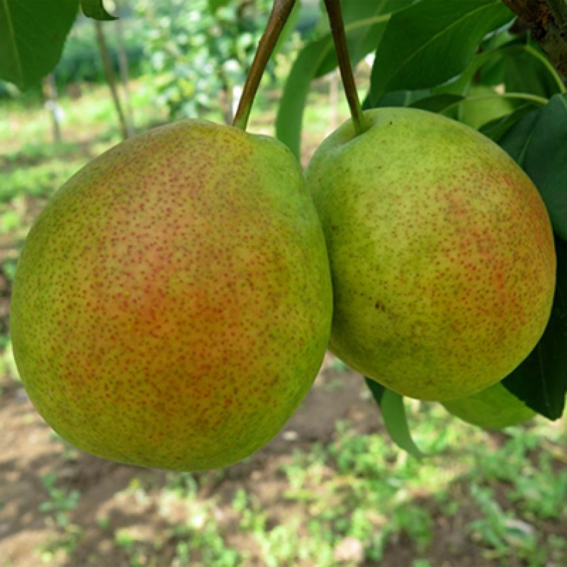 Груша Северянка Краснощекая (Поиск) этикетка