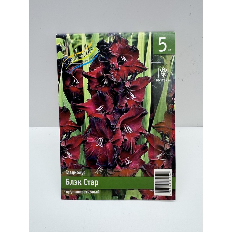 Гладиолус Блэк Стар (ИС) 5 эконом